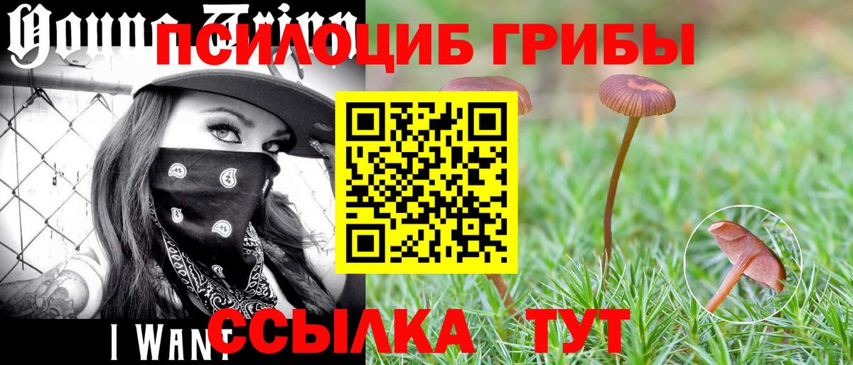 Курчатов  Псилоцибиновые грибы Magic Shrooms  Вход с VPN 